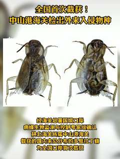 中山港海关检出外来入侵物种
