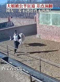 内蒙古一养羊大姐在羊圈被公羊狂追
