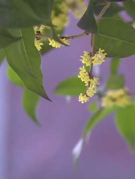 十一好去处，成都铁像寺水街桂花争相绽放沁人心脾！