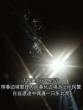边境民警夜巡偶遇野生东北虎