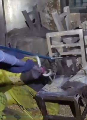 眼镜王蛇闯入居民家与消防员玩起捉迷藏