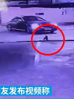 小狗未拴绳地下车库遭碾压致死 狗主向车主索赔万元