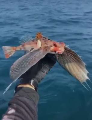 会飞的鱼？有没有人知道这是什么鱼？