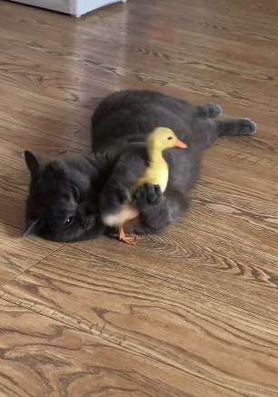小鸭子与猫秀恩爱，这波操作有没有萌到你呢？
