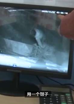 重庆一男女凌晨偷盗芦荟被拍下，失主已报警