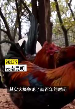 家鸡起源地终有定论 云南是起源地之一
