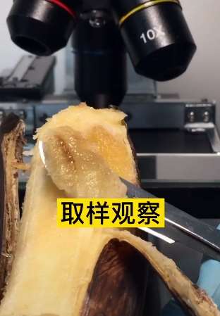 腐烂香蕉吃不得 发霉变质赶紧扔