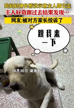狗妈妈找主人告状 示意小主人欺负其宝宝
