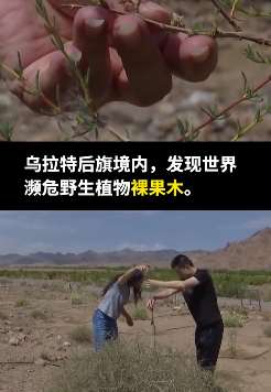 林业工人发现世界濒危物种"裸果木"  下一步将进行人工繁育