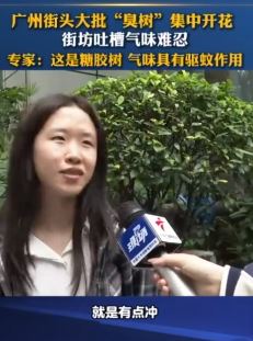 广州街头大批臭树集中开花 市民吐槽气味难忍