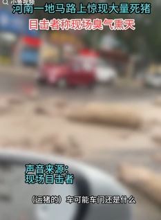 河南周口大街上惊现大量死猪臭气熏天