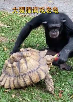 大猩猩调戏老乌龟