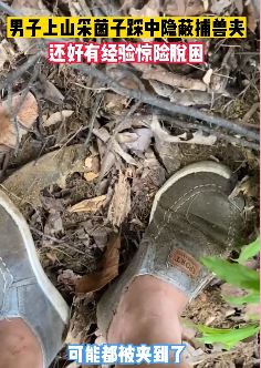 男子上山采菌子不慎踩中隐藏捕兽夹