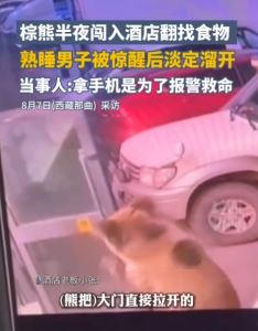 男子店里休息遇棕熊进来觅食 被惊醒后淡定溜开