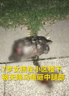 广东一小区高坠乌龟砸伤小孩 警方已介入