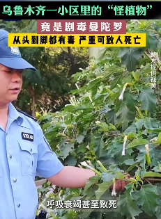 乌鲁木齐一小区惊现剧毒曼陀罗，误食可致死