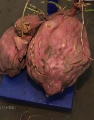 湖北一老汉挖出34斤巨无霸红薯
