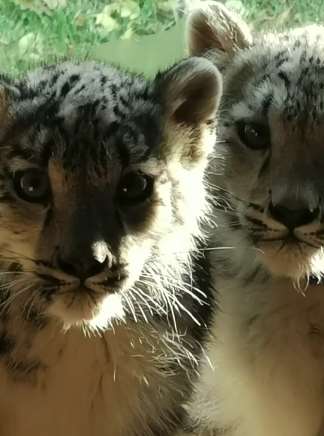 西宁野生动物园成功繁殖一对雪豹双胞胎