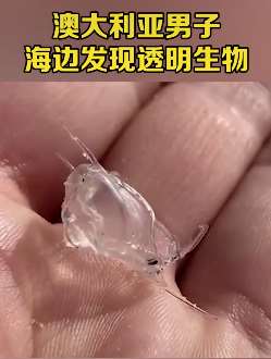 澳大利亚男子海边发现透明生物