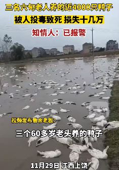 3名老人养的近4000只鸭子被人投毒致死