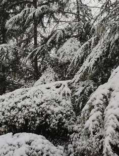 山东多地现雨雪冰冻天气，济宁中小学停课一天