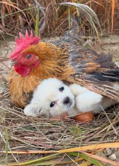 可爱萌宠：天冷了，狗狗找鸡妈妈取暖！