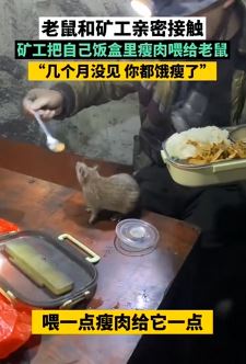 矿工把饭盒里瘦肉喂给老鼠
