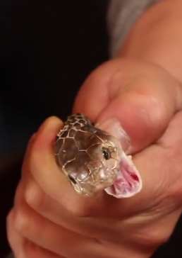 夏季蛇频繁出没，被咬后怎么办？我们该如何自救？