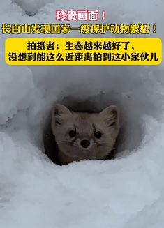 长白山发现国家一级保护动物紫貂