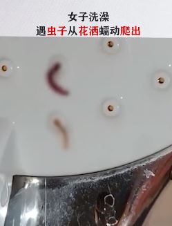 女子晚上在家洗澡时虫子从花洒爬出