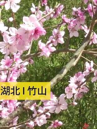 太和梅花谷景区复工 为湖北首个复工景区