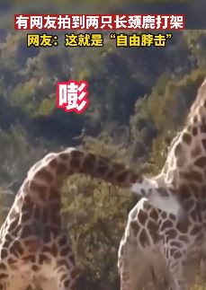 北京一网友拍到2只长颈鹿打架 真是杀敌1000自损800