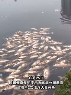 昆明一公园湖面漂浮大量死鱼，园方回应：鱼中毒所致