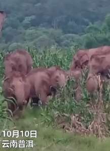 云南普洱一家3口采茶途中遭野象袭击