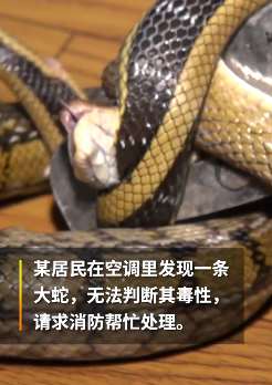 重庆一居民清理空调内蝙蝠时发现一条大蛇