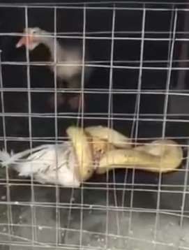 2.5米黄金蟒活吞大鹅，被抓时仍死缠大鹅不放