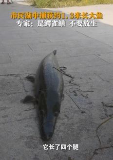 河南濮阳一市民湖中捕获1.3米长鳄雀鳝 专家：不要放生