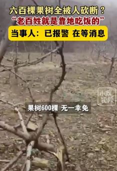 大连一果农曝六百棵果树全被人砍断