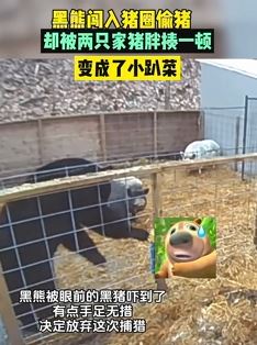 黑熊闯入猪圈偷猪被2只家猪胖揍一顿