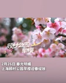 上海顾村公园1600余亩早樱迎春绽放