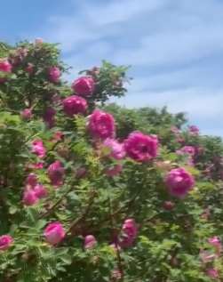 辽宁锡伯族玫瑰园免费开放 不花钱还能免费品尝玫瑰花茶