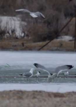新疆乌伦古湖冰面融化 上万只珍稀候鸟湖内嬉戏美如画