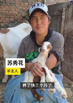 济南一村民养的羊生下一只7条腿8只蹄小羊 很多人前来参观拍照