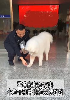 宠物狗走失后自己跑派出所求助