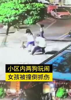 深圳一小区内2只狗玩闹女孩被撞倒抓伤