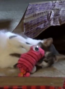 养猫省钱小窍门：喜欢养猫的小伙伴们抓紧收藏一下吧！