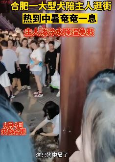 阿拉斯加犬陪主人逛街被热中暑倒地不起