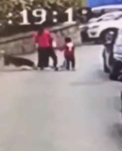 老太遛狗不牵绳咬伤人 威胁称送走狗就不活了