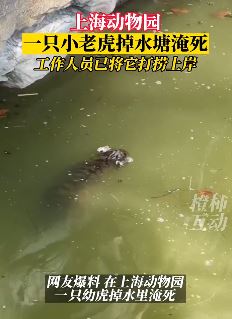 网传上海动物园一只小老虎淹死在水塘