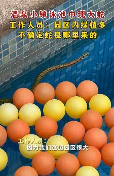 青岛一温泉小镇泳池中惊现一条大蛇